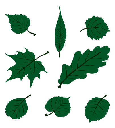 Leaf Set. Vector EPS 10.のイラスト素材
