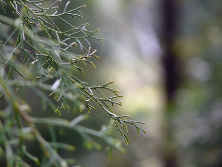 Detail of a pine