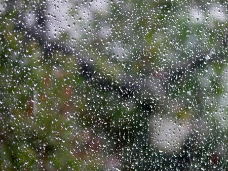 Rain on the window and blurred tree