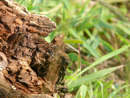 Detail of a wooden trunk with grassの写真素材