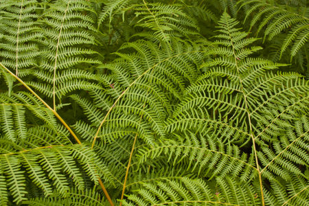 leaf background