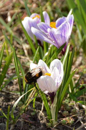 Beatiful bumblebee sitting on white crocus flower closeup. Spring moodの写真素材