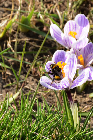 Beatiful bumblebee sitting on light violet crocus flower closeup. Spring moodの写真素材