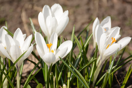 Beatiful white crocus flower closeup in the spring grass