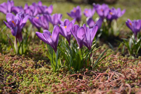 Beatiful violet crocus flower closeup in the spring grassの写真素材