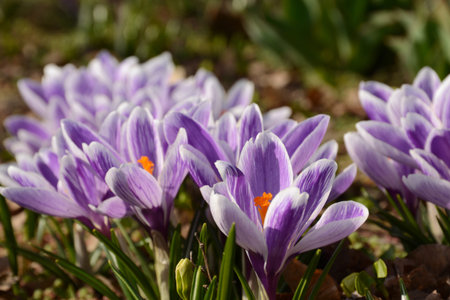 Beatiful violet crocus flower closeup in the spring grassの写真素材