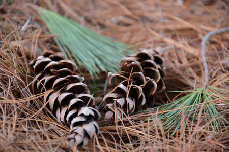 Cones on pine needles in a forest close upの写真素材