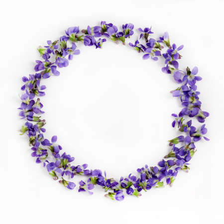 Delicate spring violets on a white background close upの写真素材