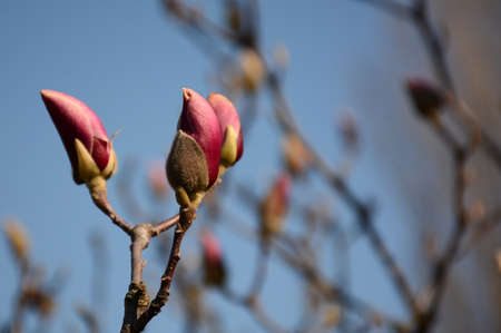 Delicate buds of a magnolia against a blue sky backgroundの写真素材