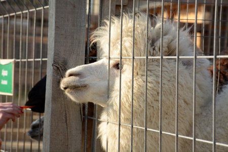 White and fluffy alpaca in a cage leaned out in anticipation of a meal