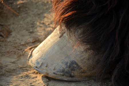 Hooves of a draft horse close upの写真素材