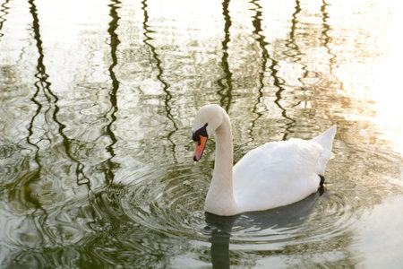 White swan on a light lake background at sunsetの写真素材