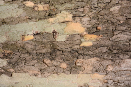 Bark plane tree texture close up