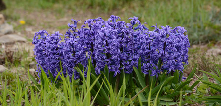 Blue hyacinths in green grass