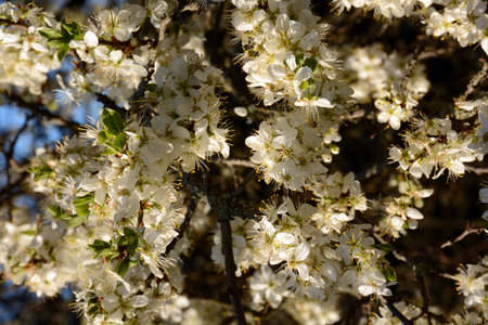 Branches of a blossoming tree in the sunlight