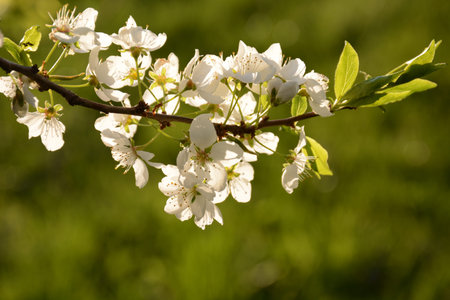 Spring blooming flowers on a tree branch on a green background