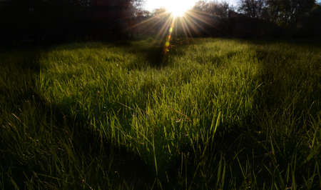 Green fresh grass field in the shape of heart at sunset, love nature concept backgroundの写真素材