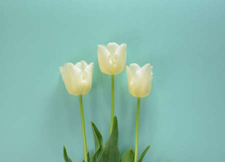 Beautiful white tulips on a light turquoise backgroundの写真素材