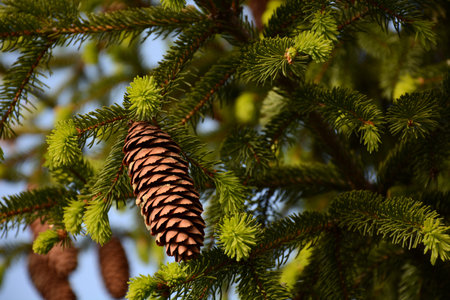 Spruce branch with cones close up on blue sky background
