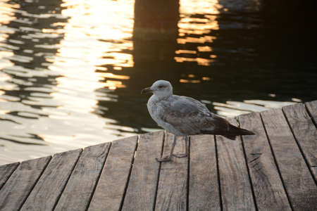 Seagull on the pierの写真素材