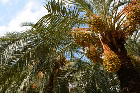 Date palm with fruits. Tropical green backgroundの写真素材