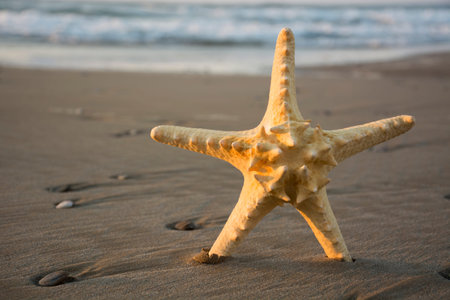 Starfish on a beach sand closeup. Summer holidays sea background