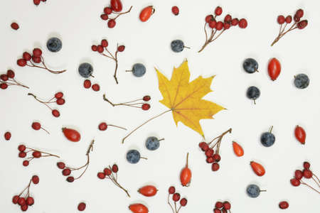 Autumn background. Composition made of hawthorn, dogrose, blackthorn, maple leaf on white background. Flat lay, top viewの写真素材