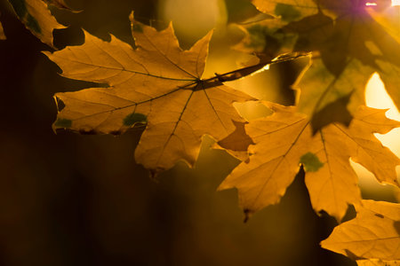 Autumn maple leaves background closeup. Creative photo. Autumn sunny beautiful day