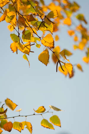Autumn birch tree leaves background closeup. Creative photo. Autumn sunny beautiful dayの写真素材