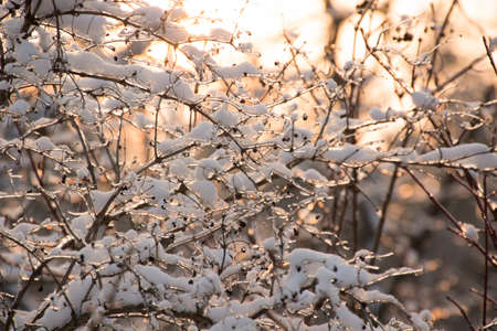 Frozen branches with berries in the snow at sunsetの写真素材