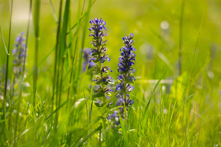 Spring meadow background with blue flowers and green grass