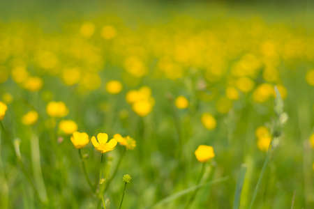Summer meadow blurred background with yellow flowers and green grassの写真素材