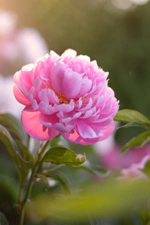 Pink peony flower on green blurred backgroundの写真素材