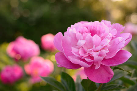Pink peony flower on green blurred backgroundの写真素材