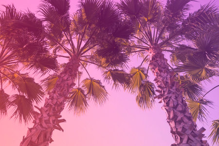 Palm trees background toned in Plastic Pink and Proton Purple color of the year 2019. Creative...