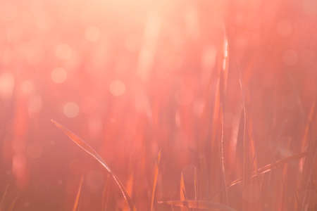 Living Coral trendy color of the Year 2019. Abstract blurred nature bokeh background. Coral toned grass in the sunlightの写真素材
