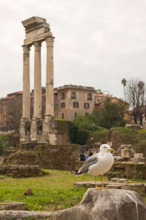Roman Forum ruins and seagull in Rome, Italy. Italian ancient buildings and famous landmarksの写真素材
