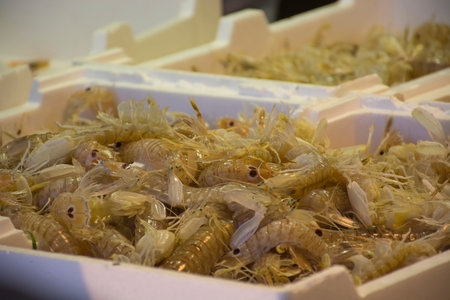 Fresh shrimp on seafood market closeup , raw shrimp for cooking