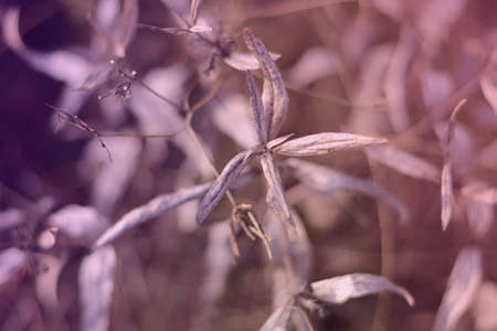 Autumn blurred grass background toned purple and pink colorsの写真素材