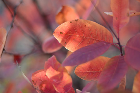 Autumn red leaves blurred abstract colorful background at sunny day. Colors of autumn mood