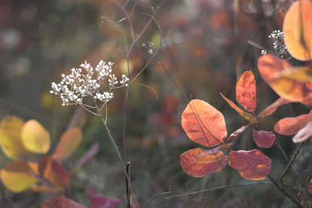 Autumn leaves and flowers blurred background closeup. Autumn forest plants natureの写真素材