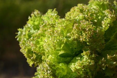 Green Lollo Bionda lettuce salad head closeup blurred background in heart shape. Fresh organic...
