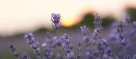 Lavender flowers banner field at sunset closeup. Lavender violet backgroundの写真素材