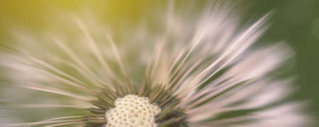 Dandelion blurred banner macro background. Flower closeup at sunsetの写真素材