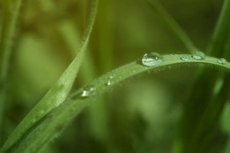 Dew drop on the blurred grass macro photo. Nature green backgroundの写真素材