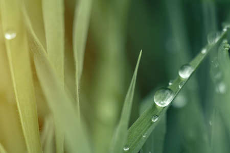 Dew drop on the blurred grass macro photo. Nature green backgroundの写真素材