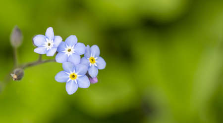 Forget-me-not flower macro on green blurred nature background. Spring flower bannerの写真素材