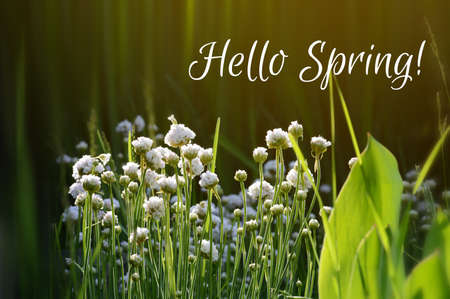 Hello spring text and flowers in bloom concept. Spring season nature backgroundの写真素材