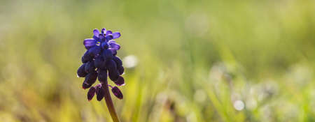 Purple spring flower on green blurred background. Spring conceptの写真素材