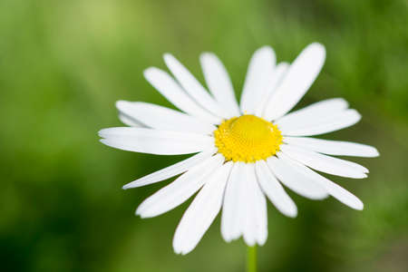 Chamomile macro on sunny blurred background. Macro nature flower closeup. Blooming chamomile fieldの写真素材